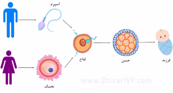 نمایی شماتیک از گامت ها و باروری در انسان