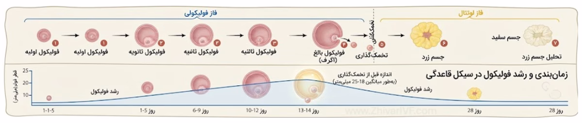 اندازه طبیعی فولیکول در تخمدان چقدر است