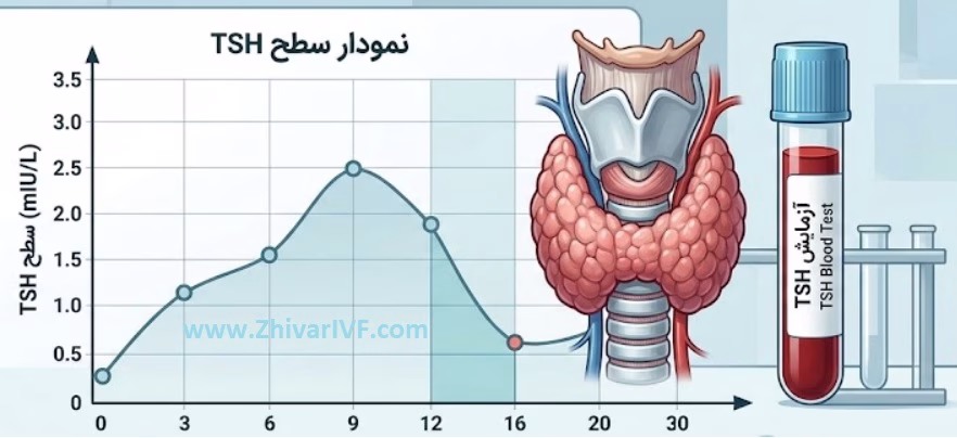 tsh بالا